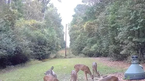 Rural land with trees and open lawn in Georgia